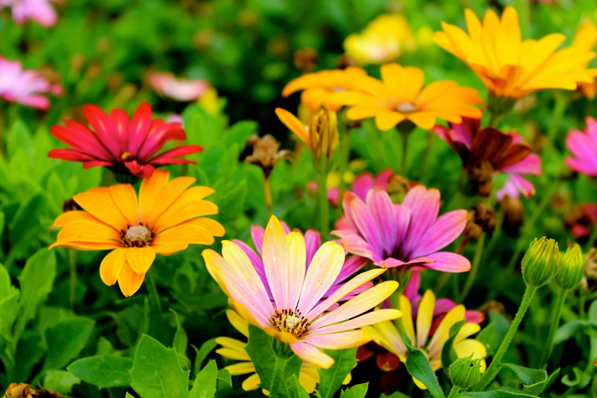 De maand van de groene tuin in Euryza